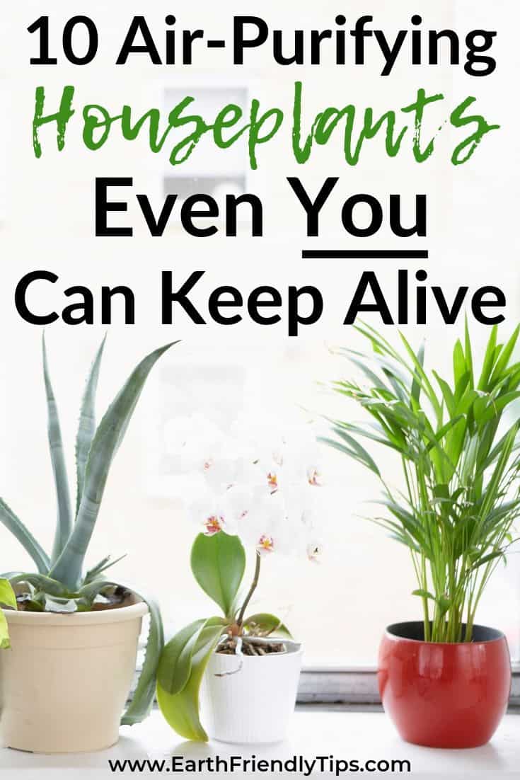 Best Indoor Houseplants for Clean Air - Earth Friendly Tips