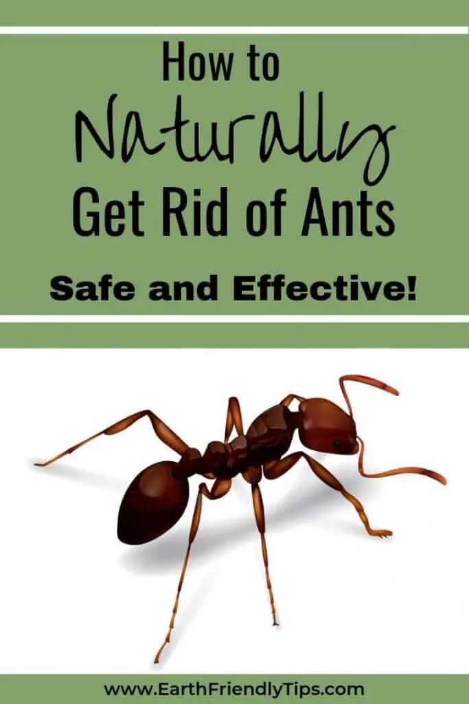 Close up of ant with text overlay How to Naturally Get Rid of Ants