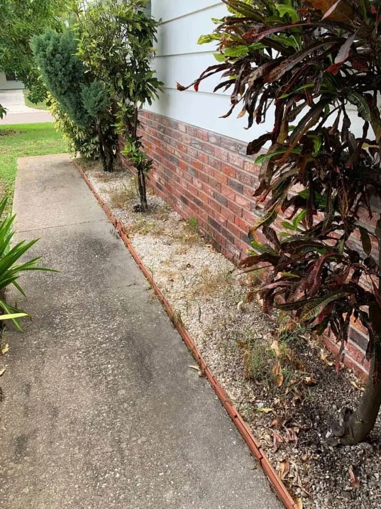 Sidewalk with dead weeds