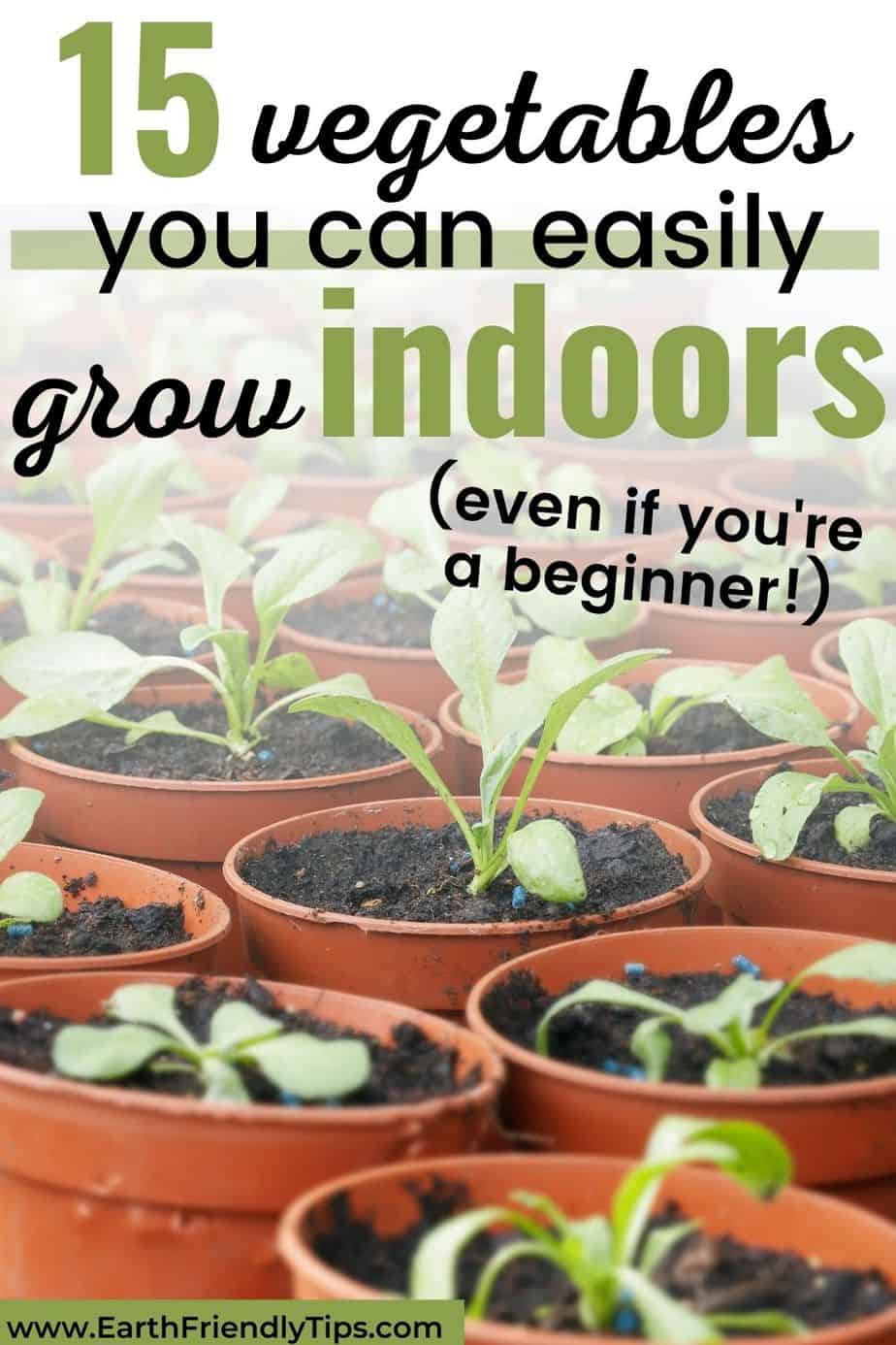 Plants in pots text overlay 15 Vegetables You Can Easily Grow Indoors