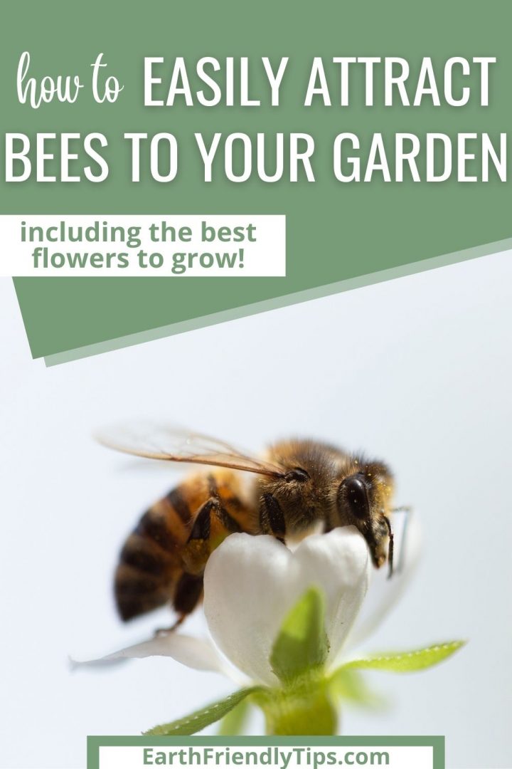 How to Attract Bees to Your Garden - Earth Friendly Tips