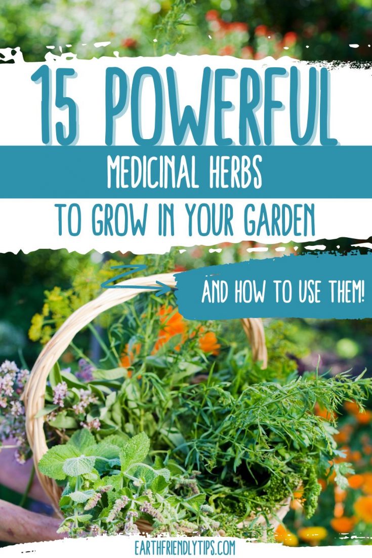 Best Medicinal Herbs to Grow in Your Garden - Earth Friendly Tips