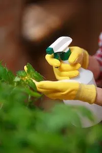 Close up shot of a gardener spraying plant