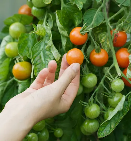 hand picking ripe tomato from a plant
