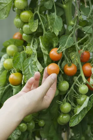 Person picking fresh tomatoes off plant