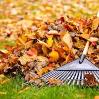 Pile of fall leaves with fan rake on lawn