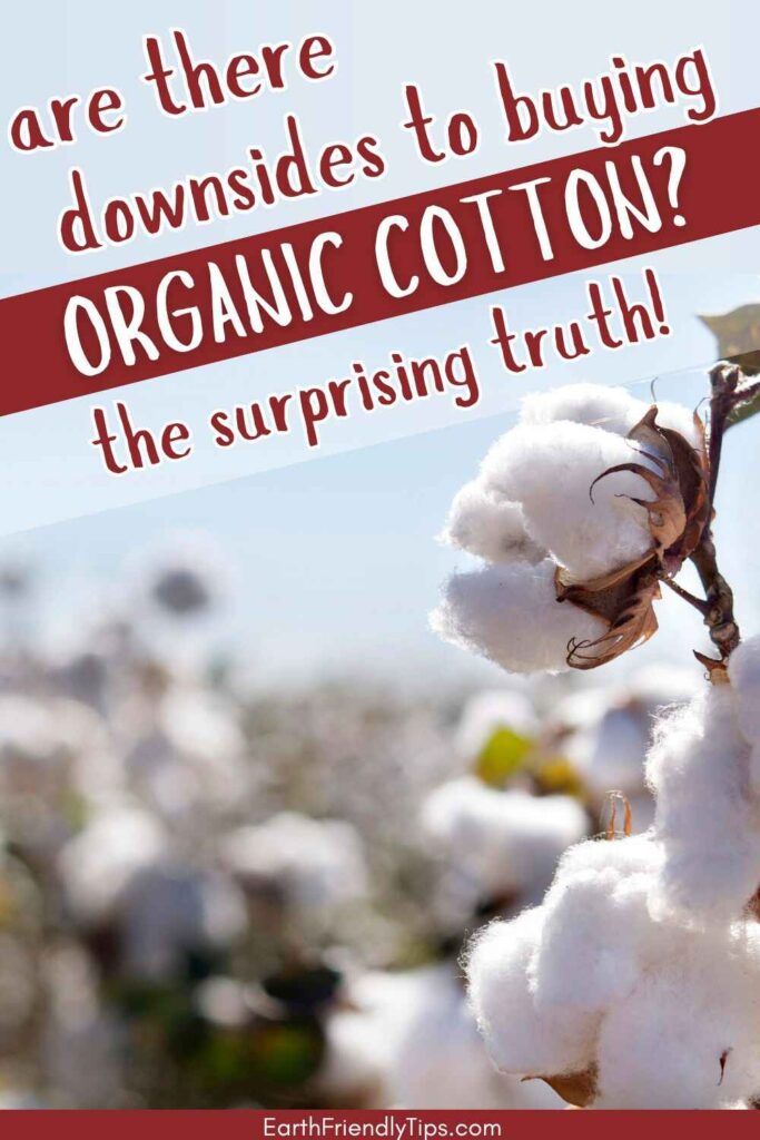 Picture of cotton plant with text overlay Are There Downsides to Buying Organic Cotton? The Surprising Truth!