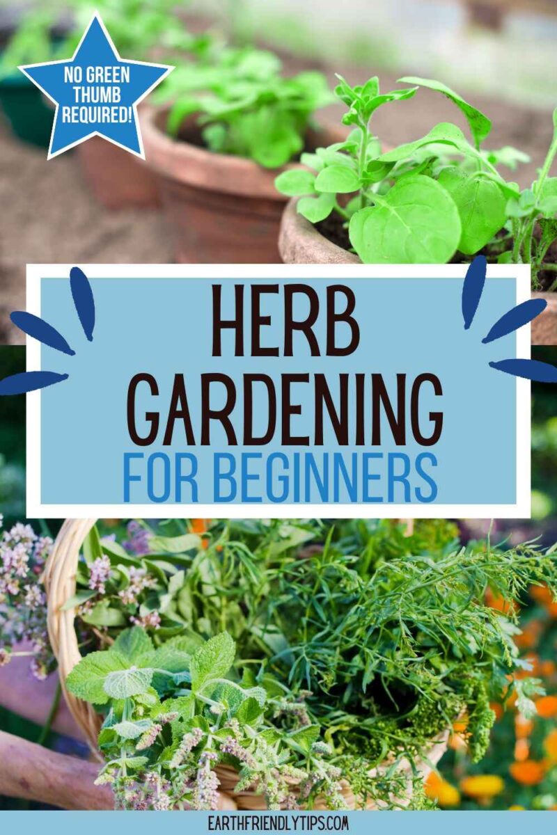 Herb Gardening for Beginners - Earth Friendly Tips