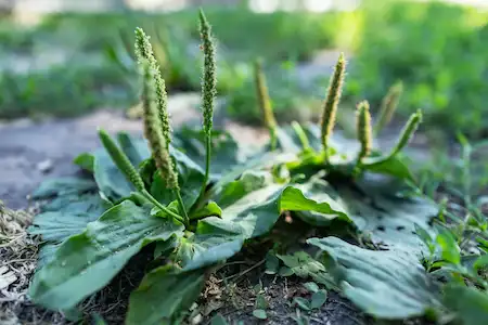 Plantain weed