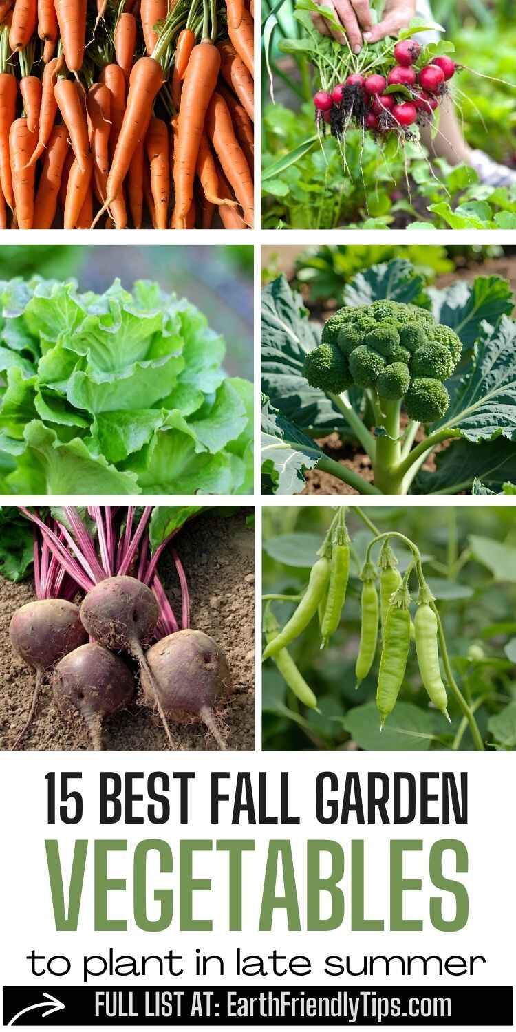 Best Fall Garden Vegetables - Earth Friendly Tips