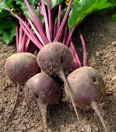 beetroots with tops on the ground