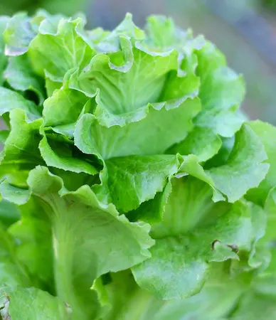 Lettuce leaves