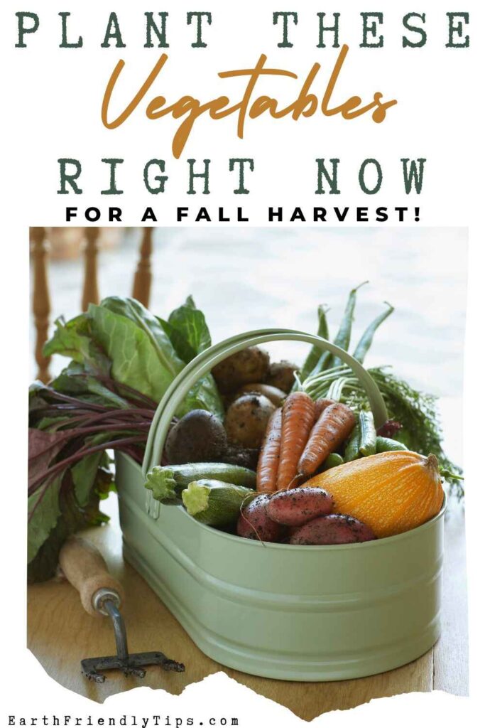 Picture of a green basket filled with freshly harvested fall garden vegetables, including carrots, potatoes, and zucchini, sitting on a wooden table with text overlay Plant These Vegetables Right Now for a Fall Harvest