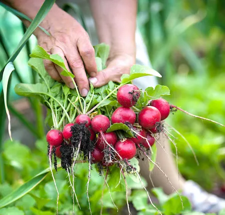 person picking fresh radish from their garden