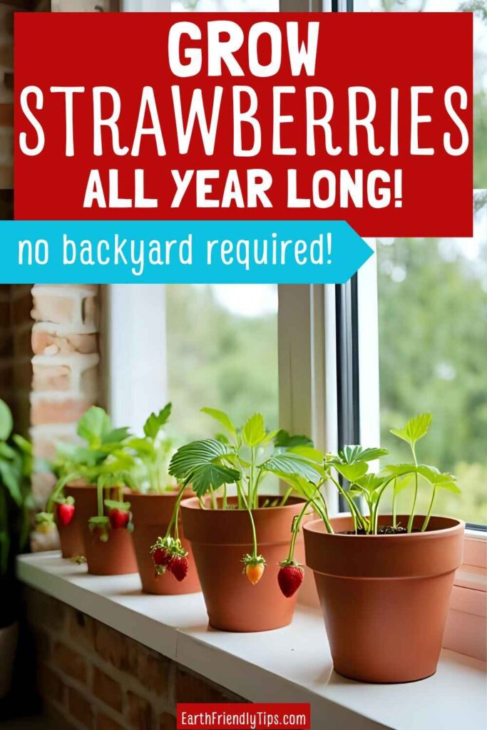 Picture of an indoor garden on a windowsill featuring several potted strawberry plants with hanging ripe strawberries with text overlay Grow Strawberries All Year Long No Backyard Required!