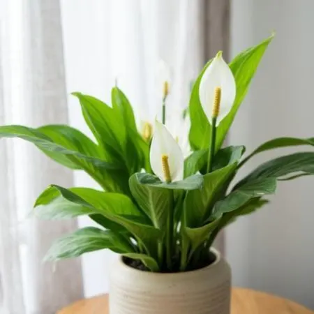 Potted peace lily