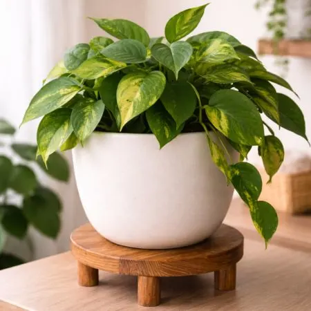 Potted pothos plant