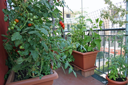 Balcony garden