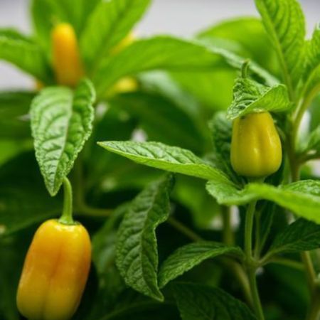close-up of growing pepper plants with visible peppers