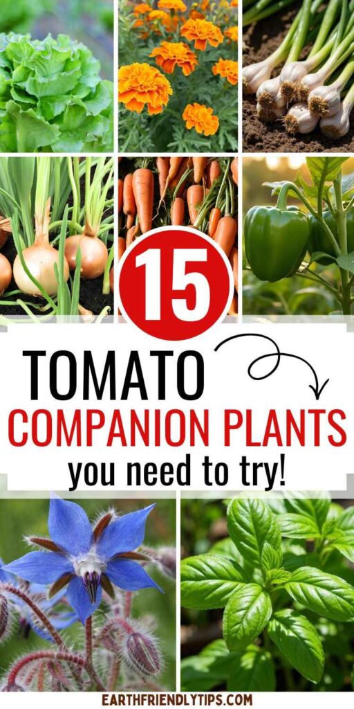 Picture of an infographic showcasing various tomato companion plants, including lettuce, marigolds, garlic, onions, carrots, bell peppers, borage, and basil with text overlay 15 Tomato Companion Plants You Need to Try!