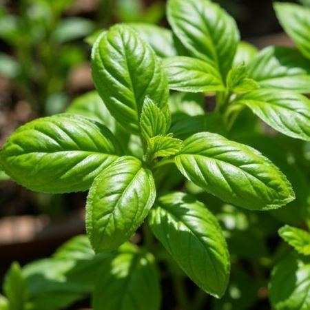 Fresh basil plant growing in a garden