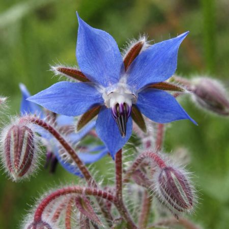 Borage flower in full bloom