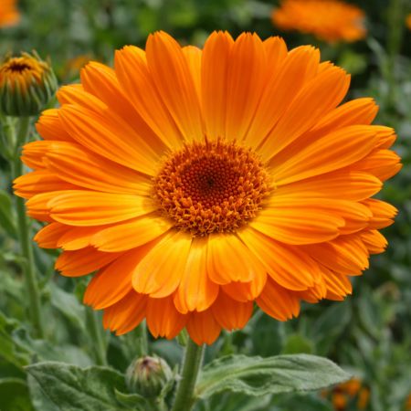 Calendula flower in full bloom