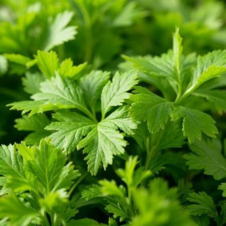 Fresh cilantro plant growing in a garden
