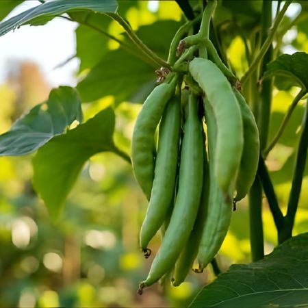Fresh green beans on a plant growing in a garden