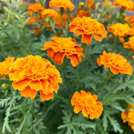Marigold flowers in full bloom