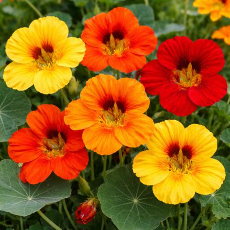 Nasturtiums in full bloom