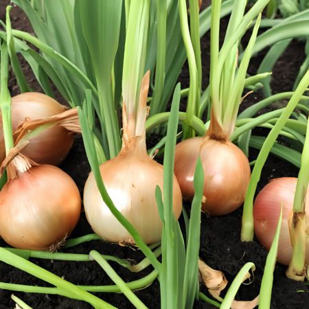 Fresh onions growing in a garden