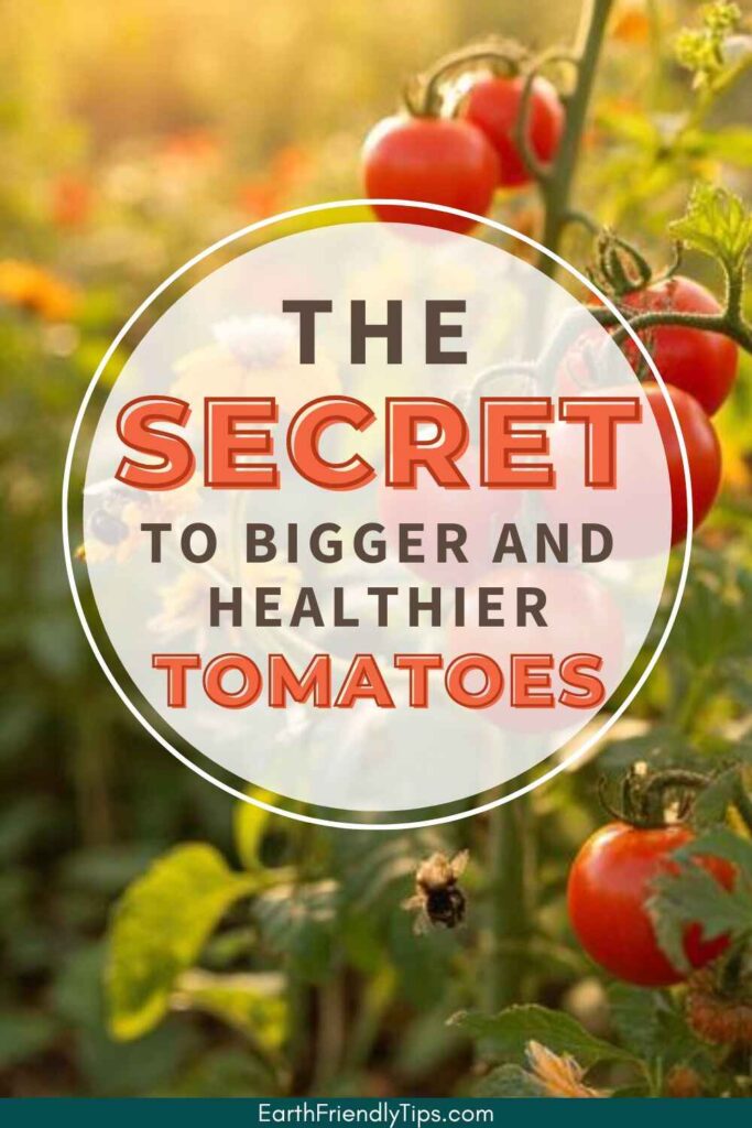 Picture of a close-up image of ripe red tomatoes on their vine in a vegetable garden with text overlay The Secret to Bigger and Healthier Tomatoes