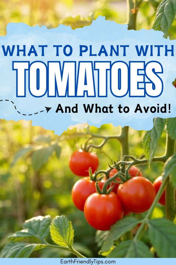 Picture of ripe tomatoes growing on a vine amidst lush green foliage with text overlay What to Plant With Tomatoes and What to Avoid!