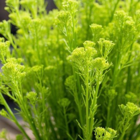 Fennel
