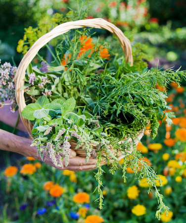 Person holding a basket of fresh organic herbs in hands