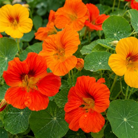 Nasturtiums