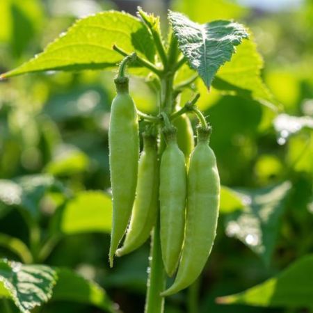 Peas
