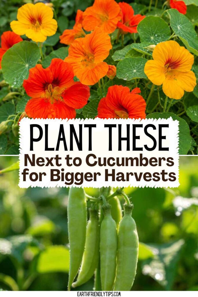 Picture of a split image featuring nasturtium flowers above and ripe green pea pods on a plant below with text overlay Plant These Next to Cucumbers for Bigger Harvests