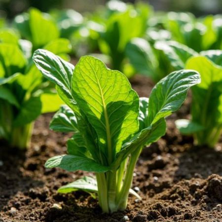 Spinach