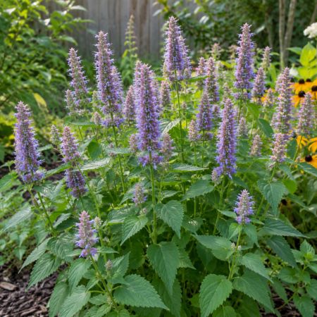 Anise hyssop growing in a backyard garden
