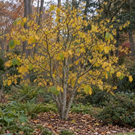 Witch Hazel Tree